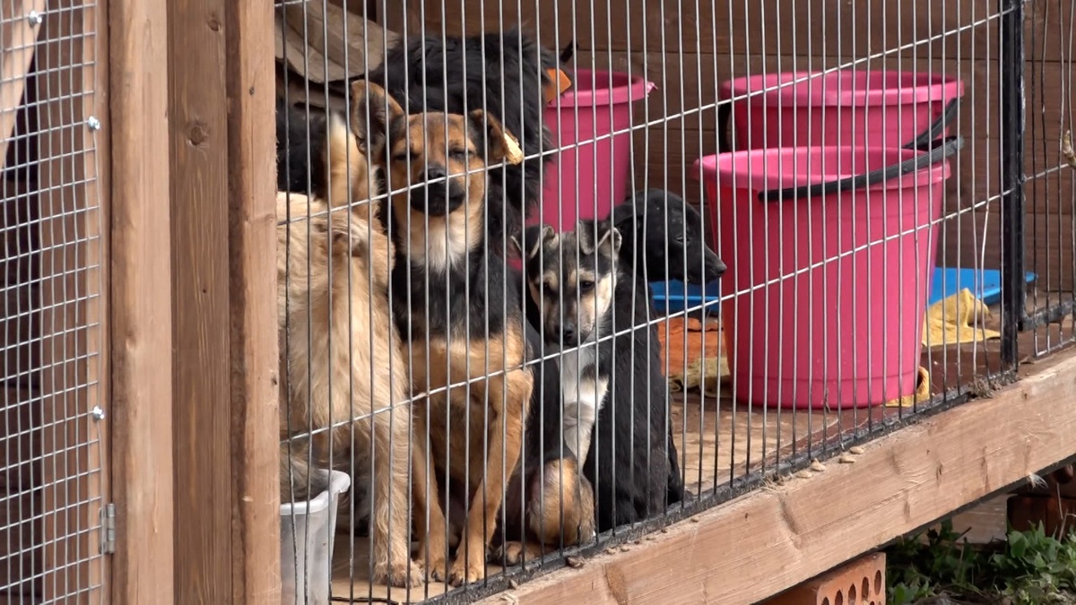 Зооволонтеры рассказали о «приюте-концлагере» для животных в Тимашевском районе
