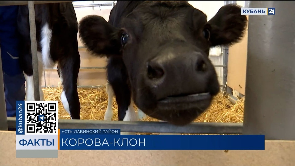 Клонированные телята появились на свет в Усть-Лабинском районе. «Факты»