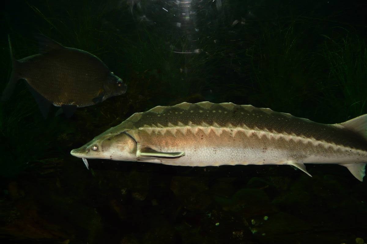 Вениамин Кондратьев: осетр снова может быть промысловой рыбой