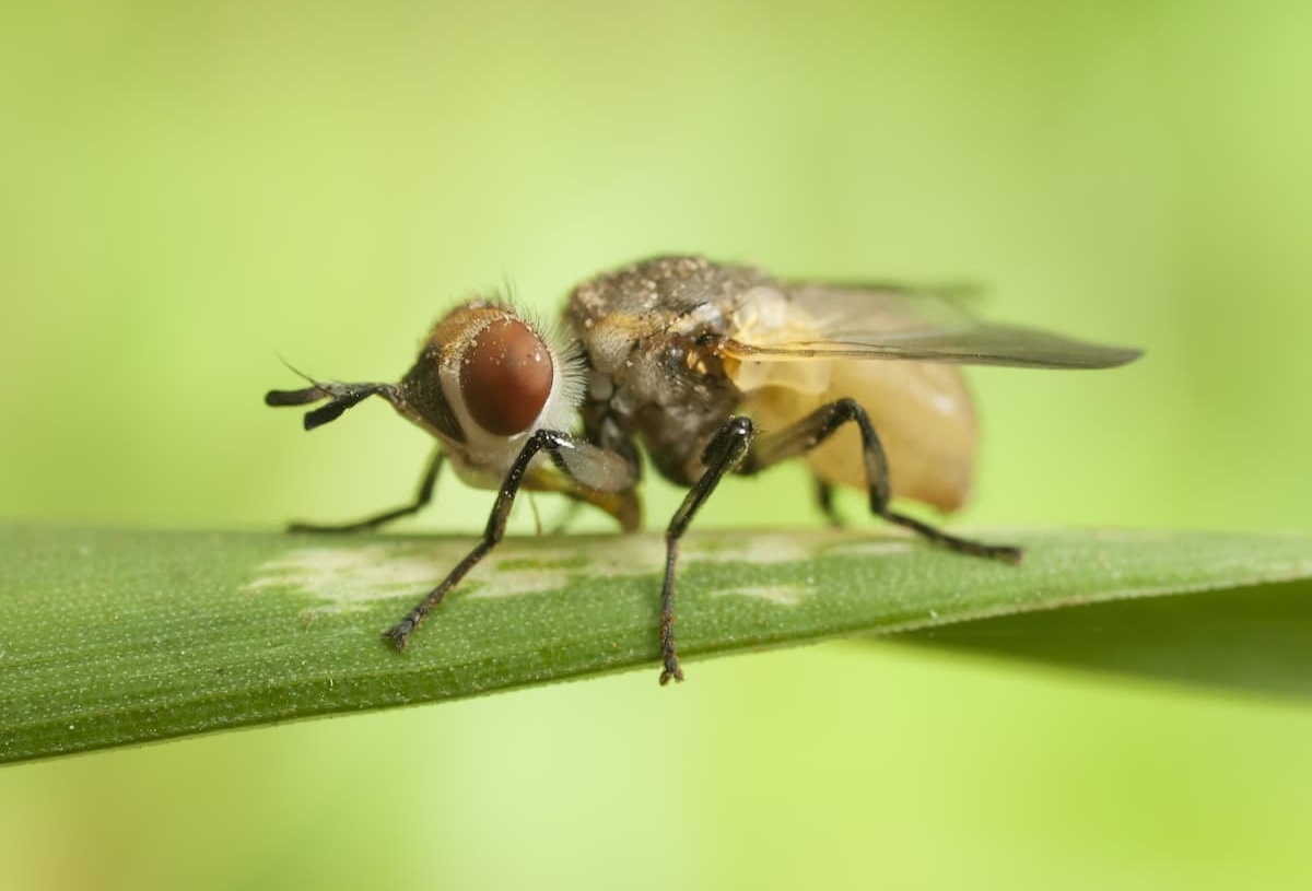 Массовое распространение опасного карантинного вредителя выявили в Сочи