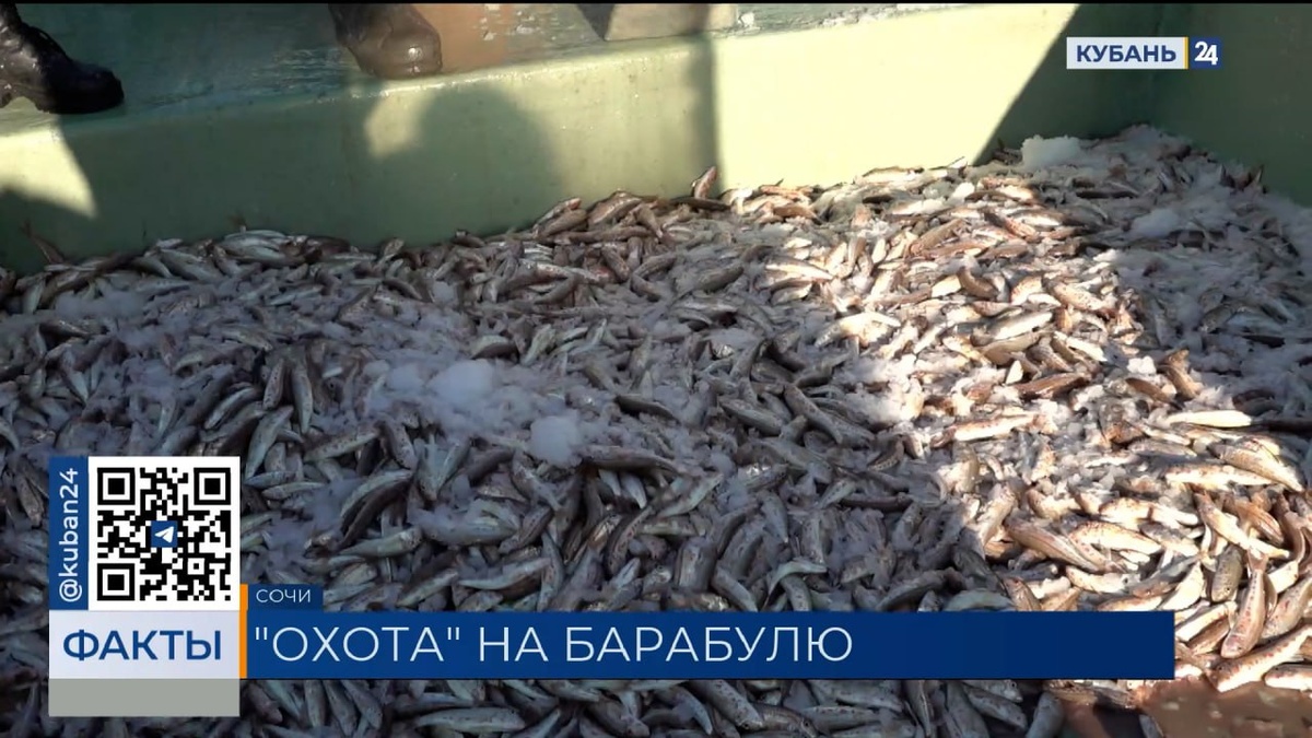 Пик сезона ловли барабули в Сочи продлится до декабря