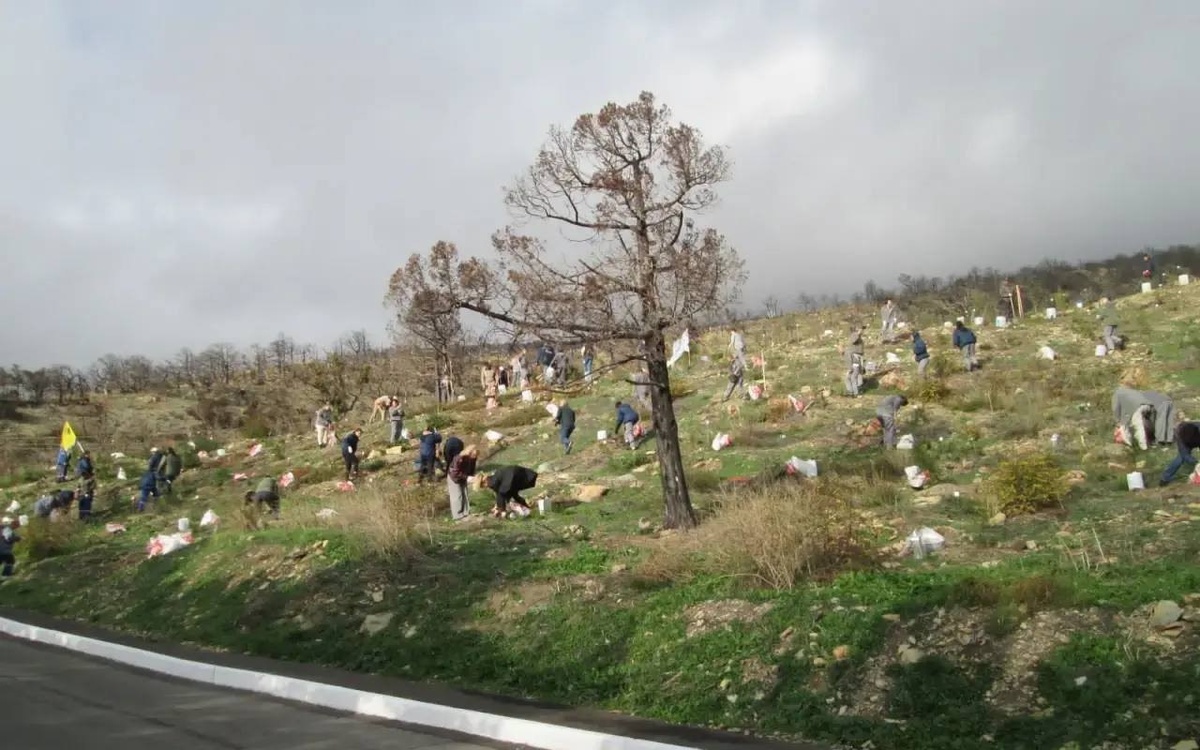 В пострадавшем от лесного пожара заказнике в Новороссийске высадили можжевельник