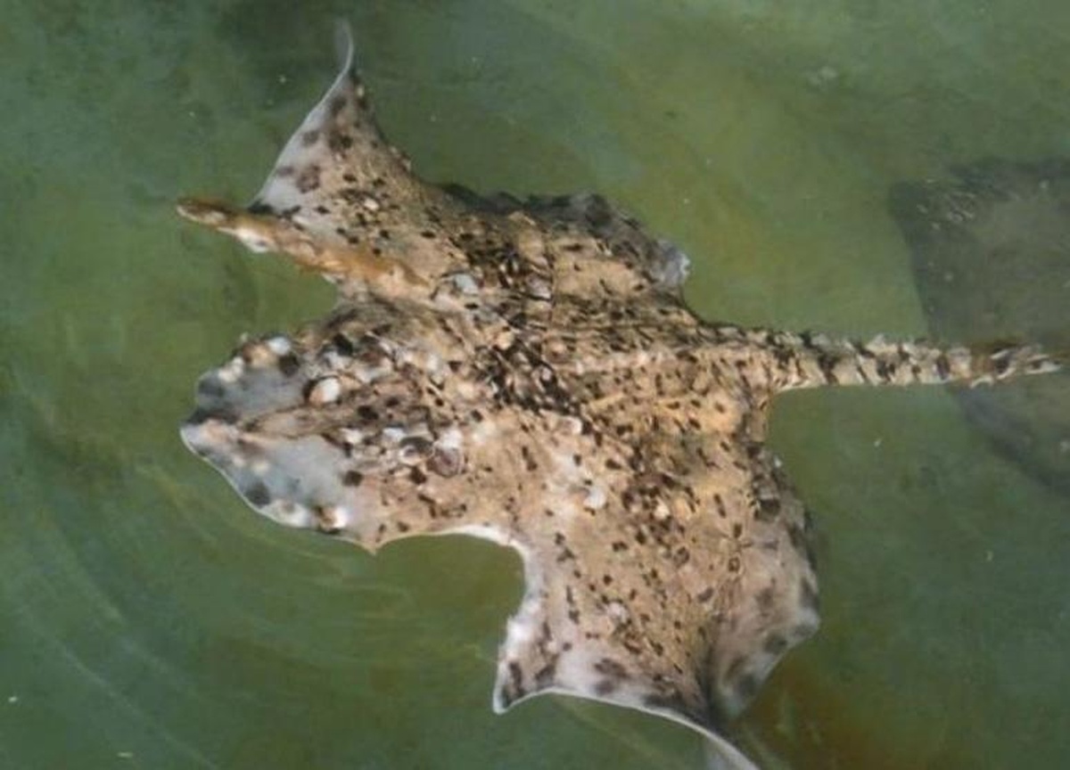 Уникального ската-мутанта выловили ученые в Черном море
