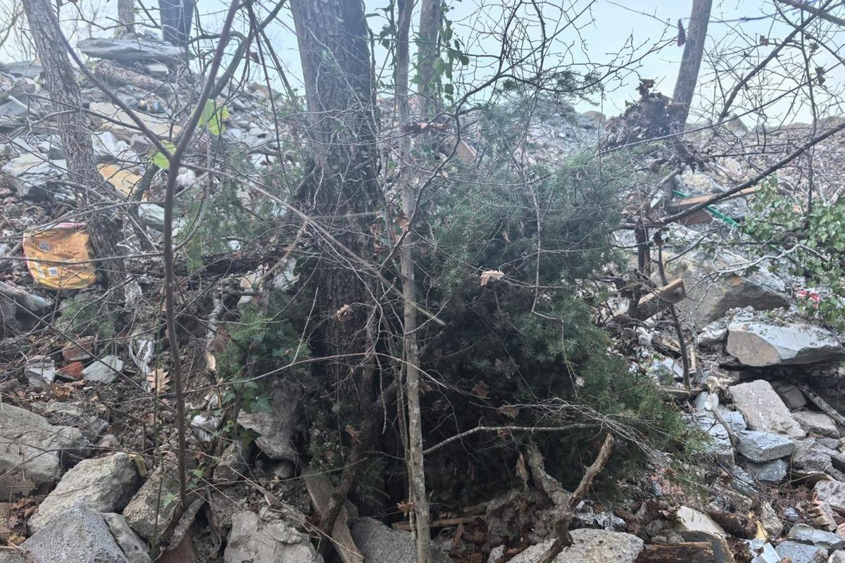 В Геленджике краснокнижные можжевельники погибли под стихийной свалкой