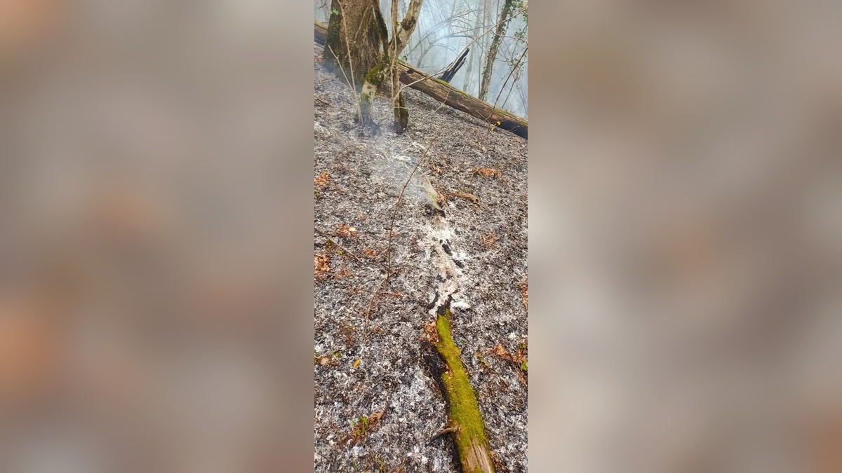 Лесной пожар под Геленджиком ликвидировали на площади 10 га