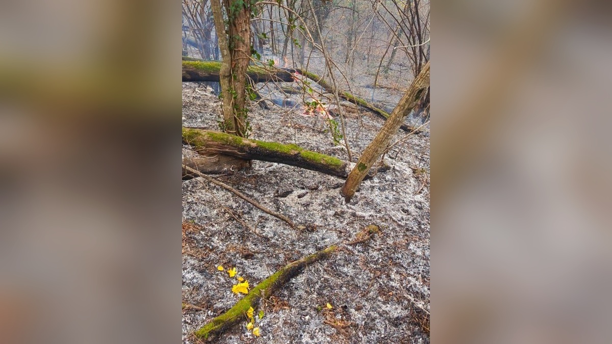 Лесной пожар под Геленджиком локализовали на площади 10 га