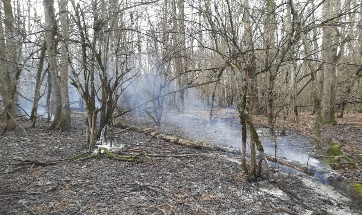 Лесной пожар в Абинском районе локализовали на площади 22 га