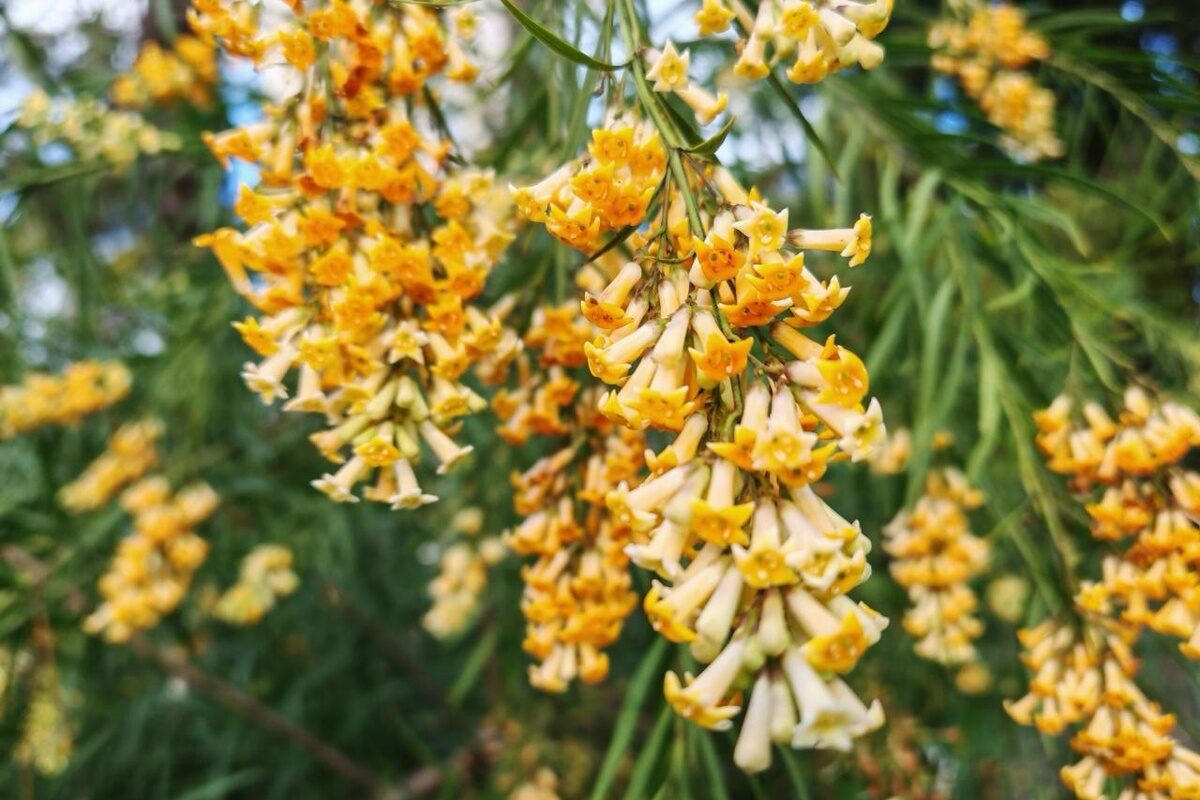 В нацпарке Сочи в ноябре зацвел редкий южноафриканский кустарник