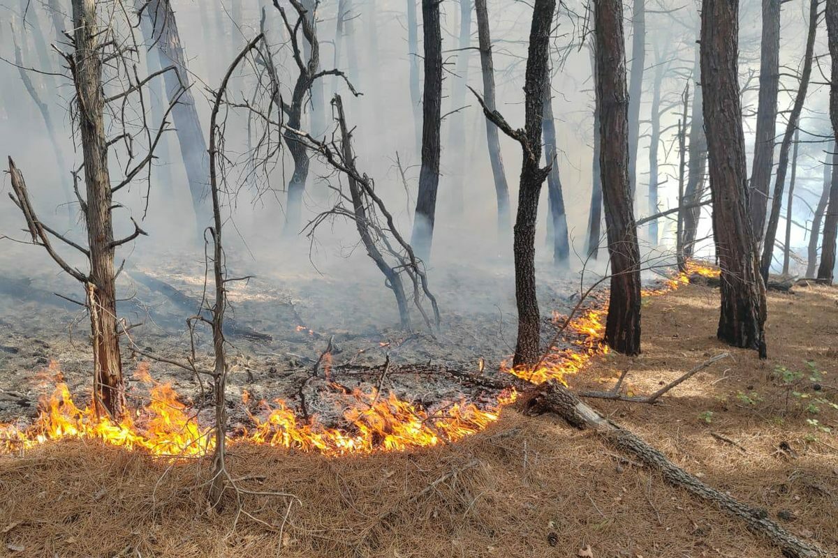 Два лесных пожара на площади почти 45 га потушили в Краснодарском крае