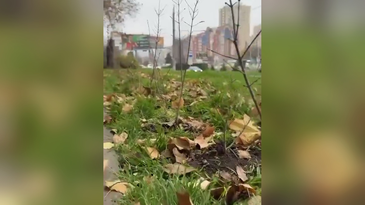 В Краснодаре осенью высадили более 550 деревьев и 22 тыс. кустарников