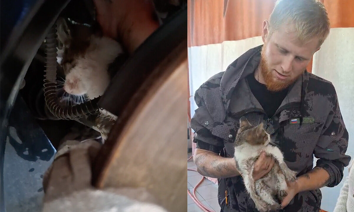 В Новороссийске спасатели вытащили застрявшего за колесом машины котенка