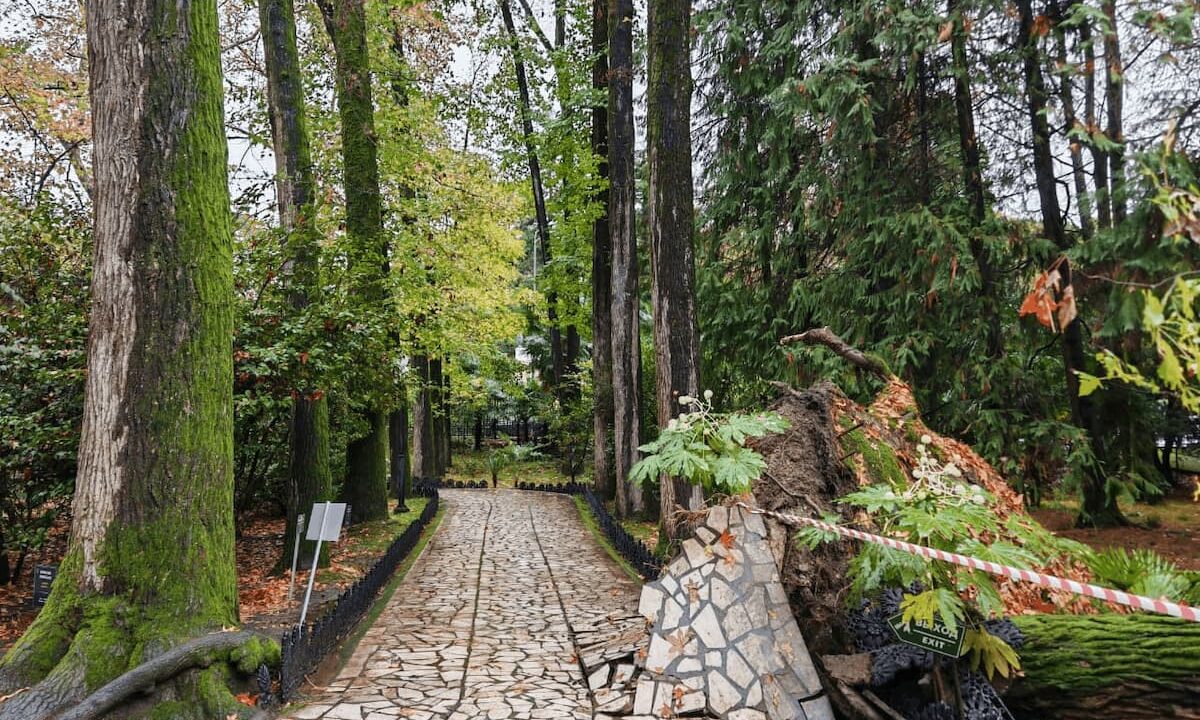 Вековой ликвидамбр рухнул в дендрарии нацпарка Сочи