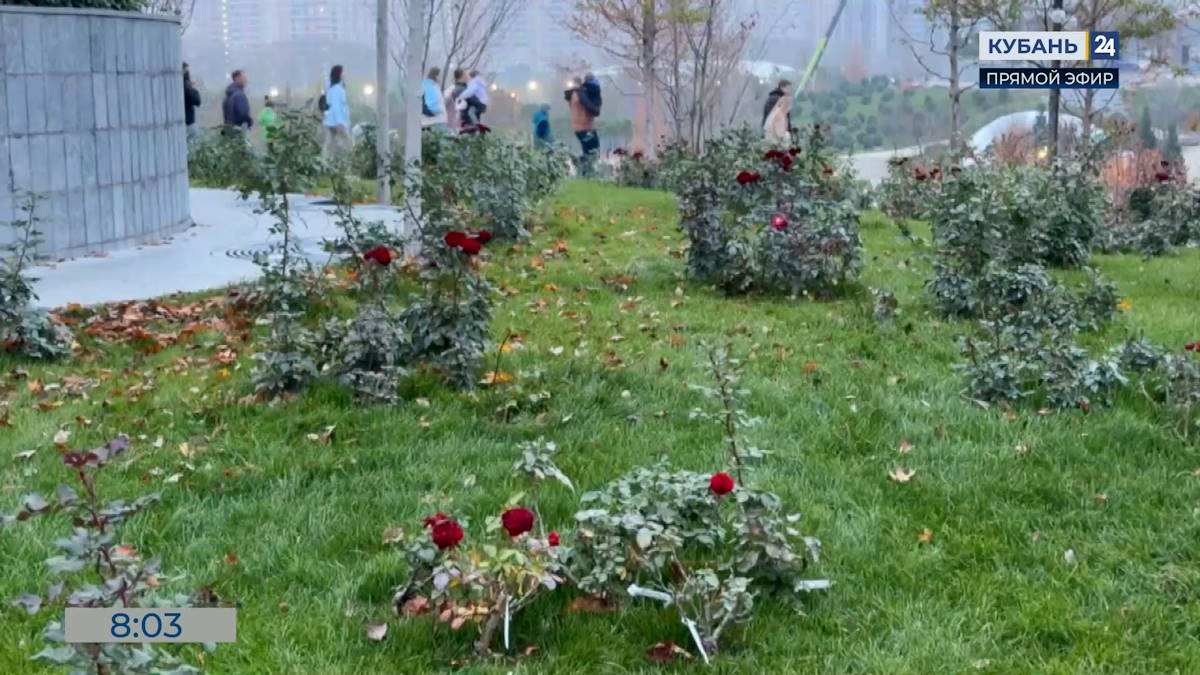 В парке «Краснодар» в ноябре расцвели разноцветные розы