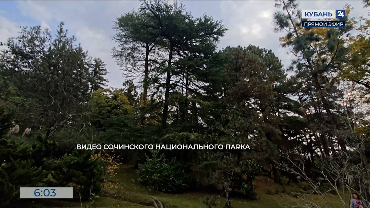 Сезон цветения начался у кедра гималайского в нацпарке Сочи