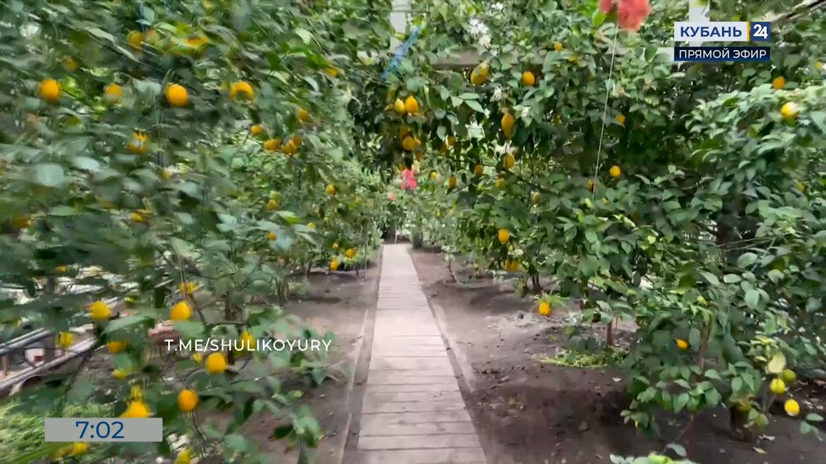 Урожай цитрусовых собирают в доме-интернате в Ленинградском округе