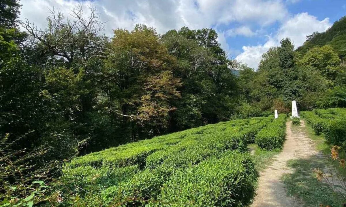 Новый квест-маршрут для познавательного туризма разработали в Сочи