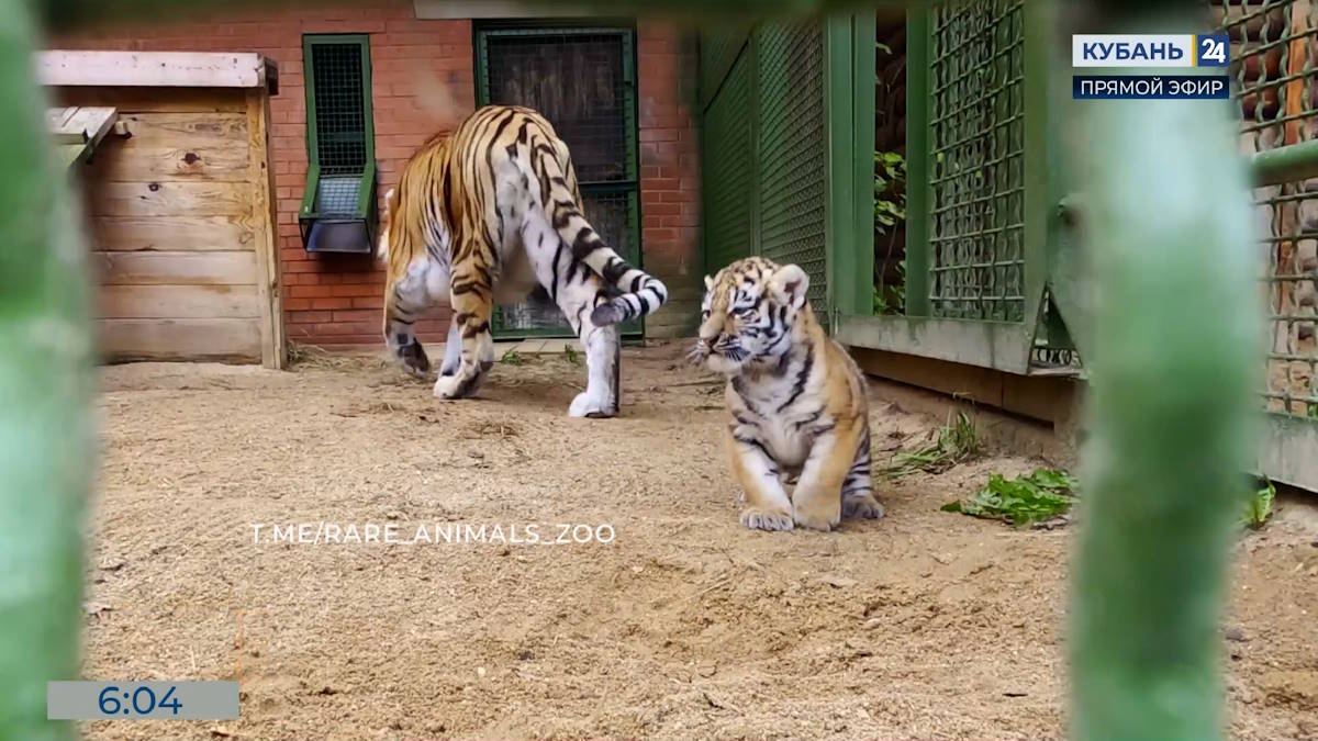 В Московском зоопарке родились амурские тигрята