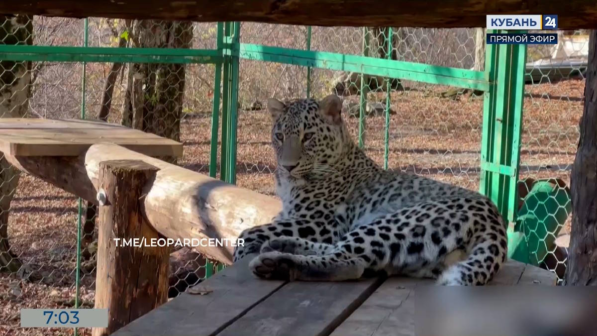Леопард Умка адаптировался к новому вольеру в центре восстановления в Сочи