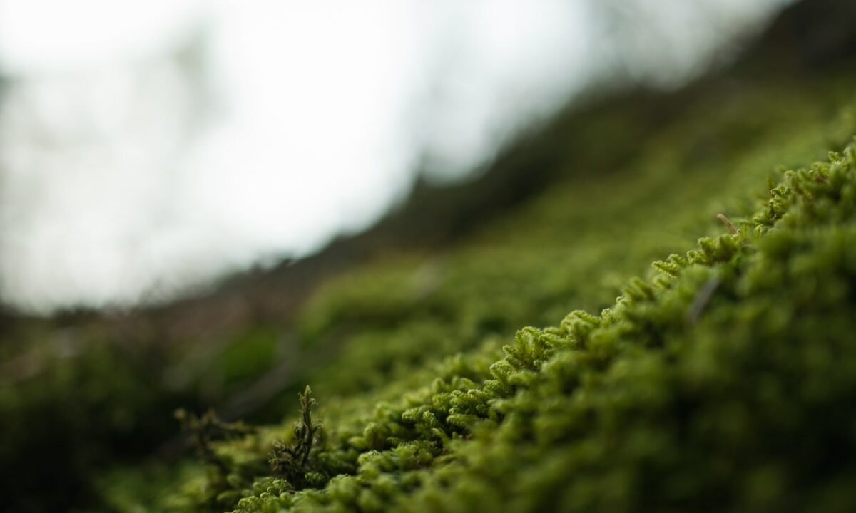 Еще две особо охраняемые природные территории создали в Краснодарском крае