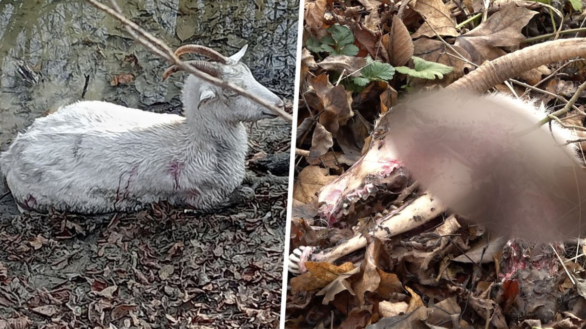 Полиция ищет охотников, застреливших домашних коз под Горячим Ключом. «Факты»