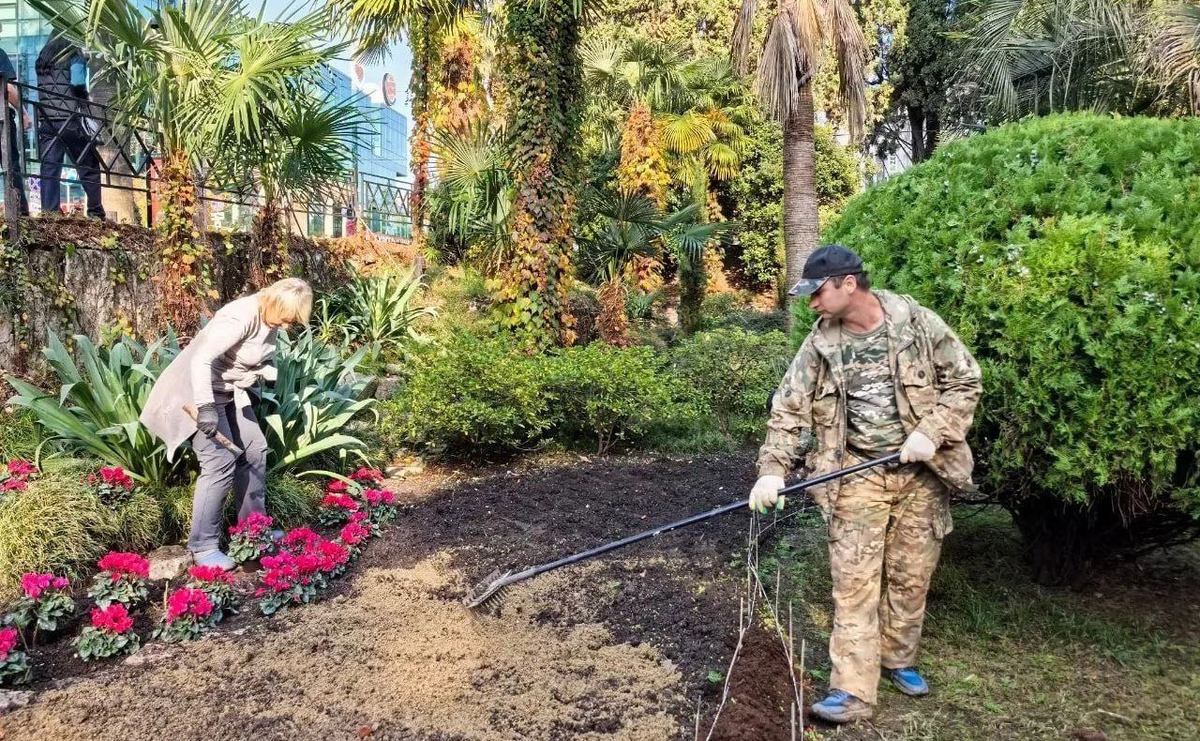 В Сочи высадят 213 тыс. зимних растений