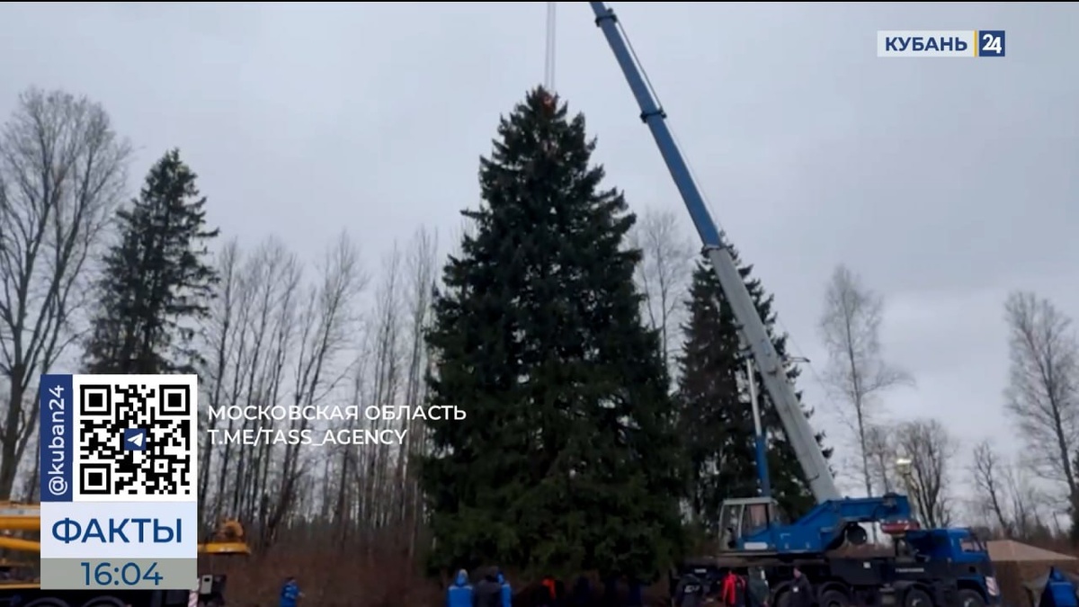 Главную новогоднюю елку страны спилили в Подмосковье