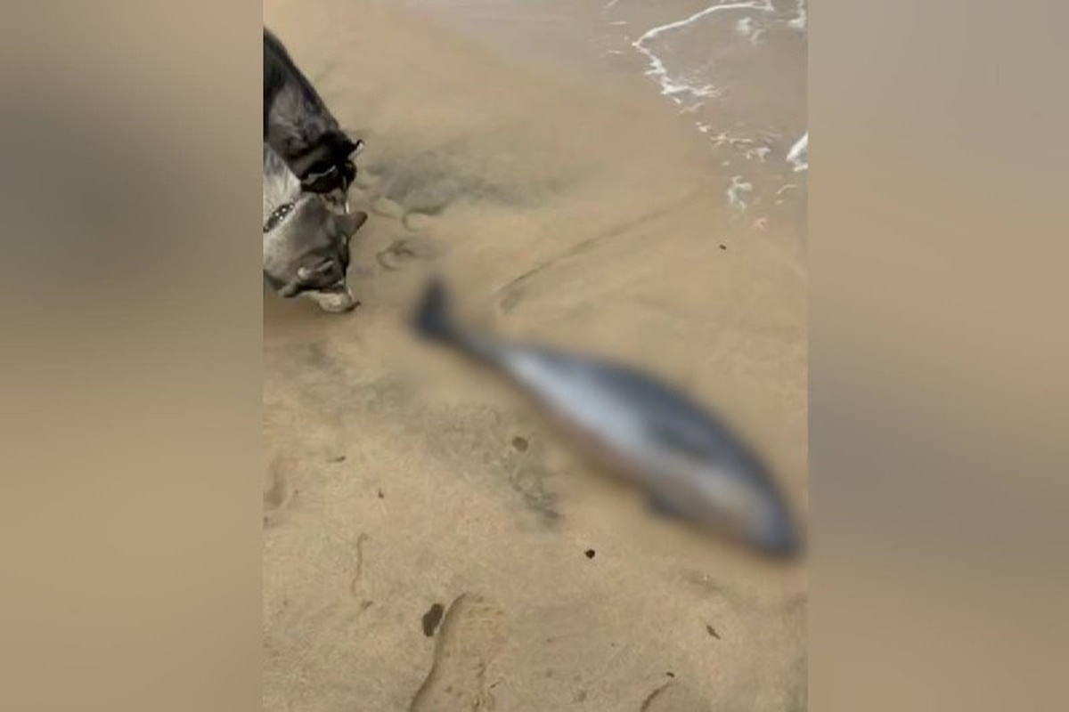 Дельфина со вспоротым брюхом нашли на побережье Темрюкского района