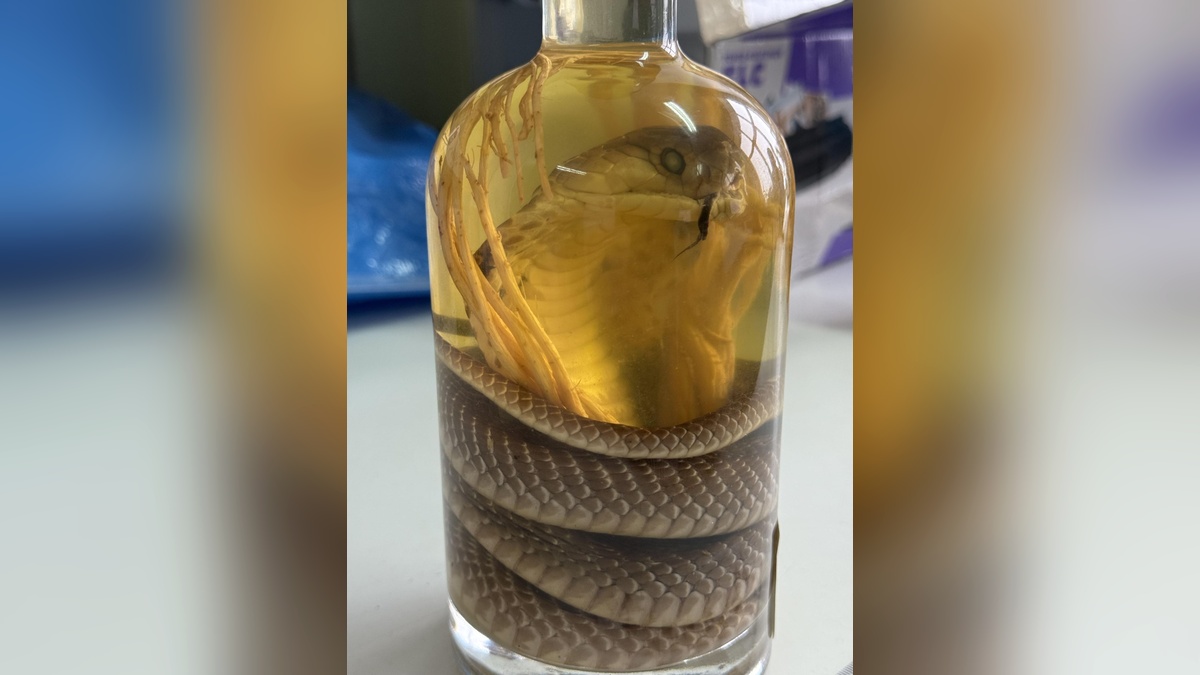 Вино из вымирающей кобры собиралась провести россиянка из Вьетнама в Барнаул