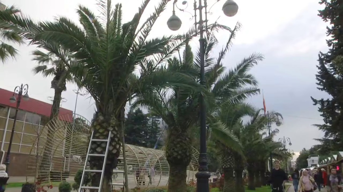 В Сочи начали укрывать пальмы на зиму