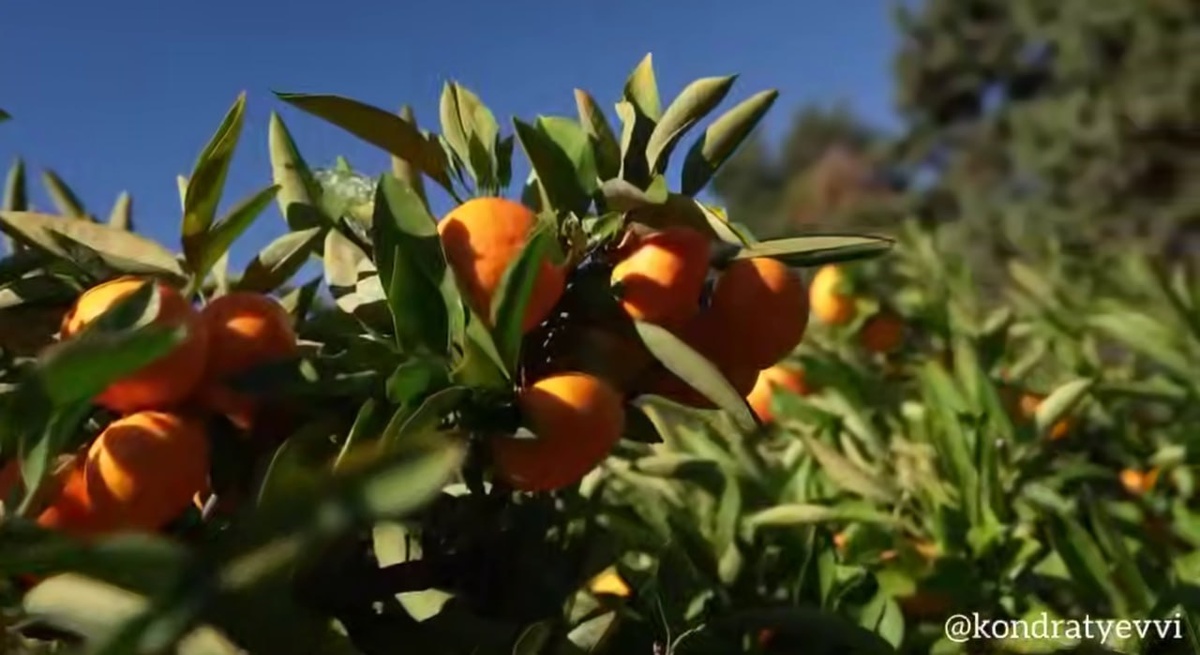 Почти 100 тонн фейхоа и хурмы собрали садоводы в Сочи