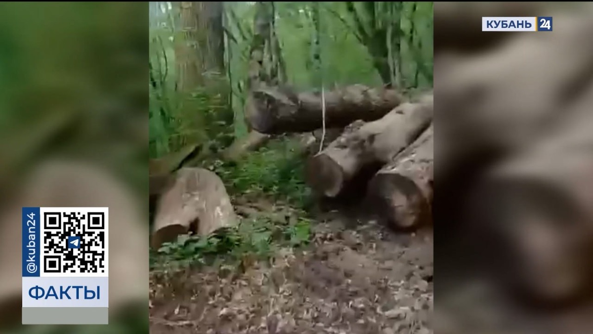 Незаконные стройки и рубку деревьев выявила Генпрокуратура в нацпарке Сочи