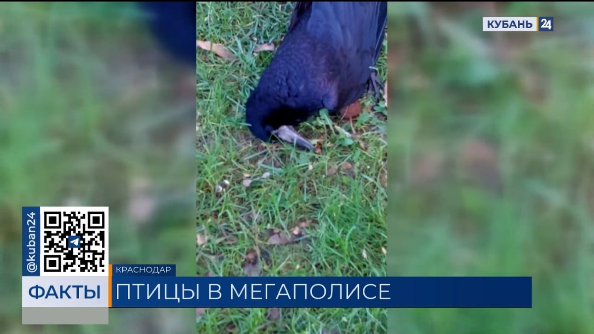 Специалисты установят причины массового мора птиц в центре Краснодара. «Факты»