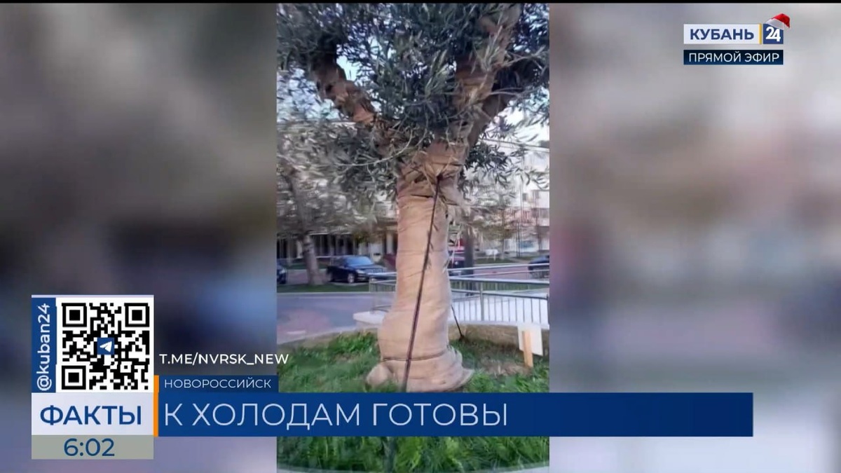 Оливковые деревья в Новороссийске укрыли на зиму