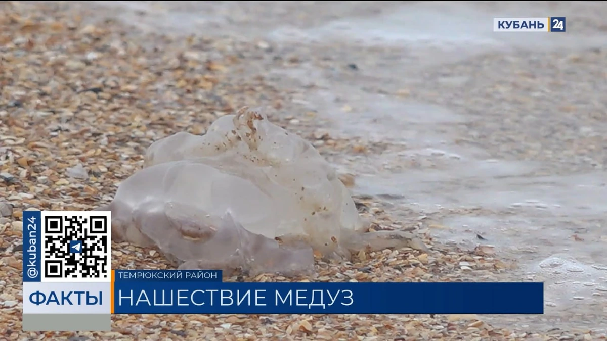 Кубанцы обеспокоены нашествием медуз в Азовском море. «Факты»