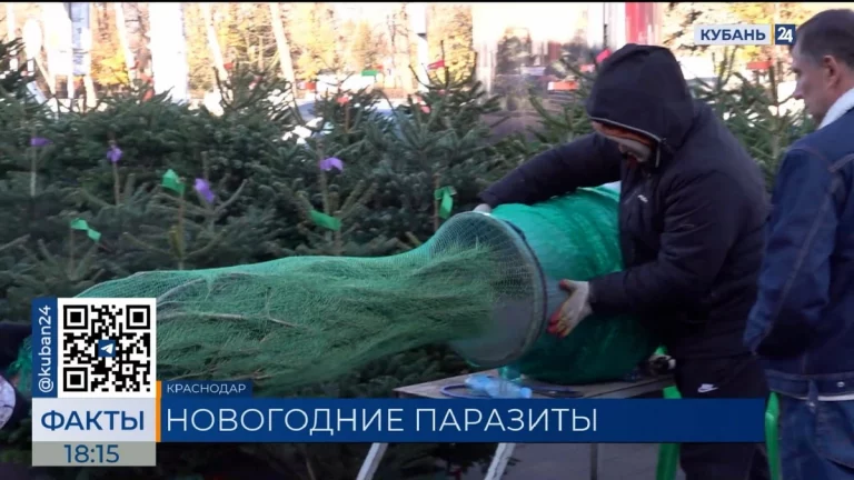 Нашествие елочных клещей в декабре встревожило жители Кубани
