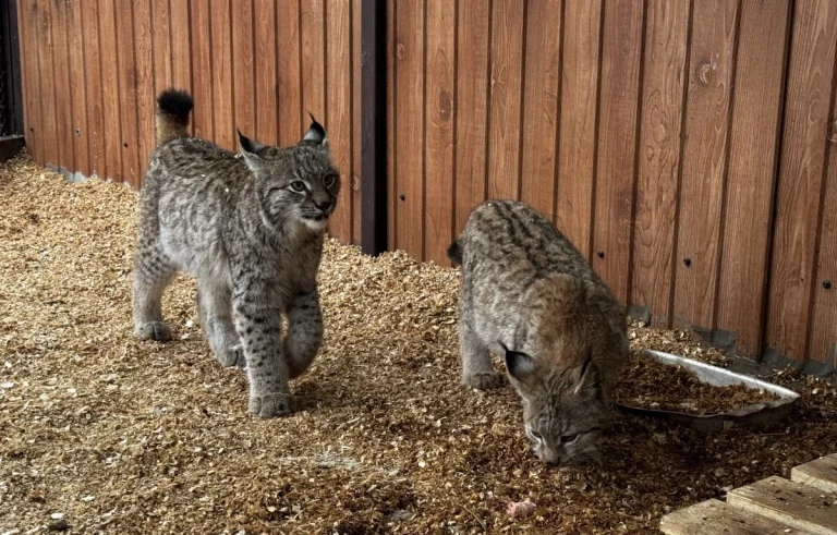 Двое рысят из Подмосковья поселились в вольерном комплексе «Лаура» в Сочи