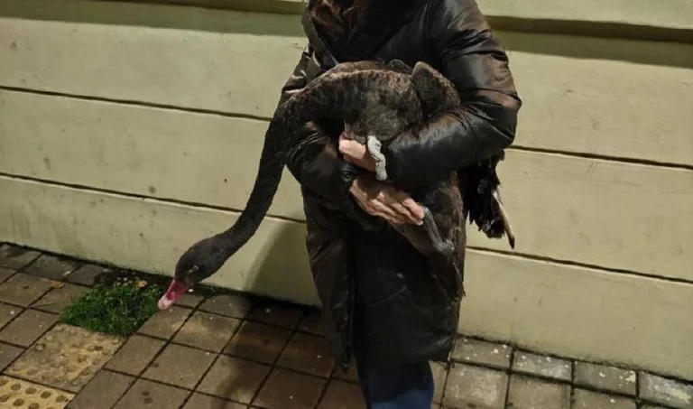 Австралийский лебедь сбежал от собак из нацпарка Сочи и ждал помощи на остановке