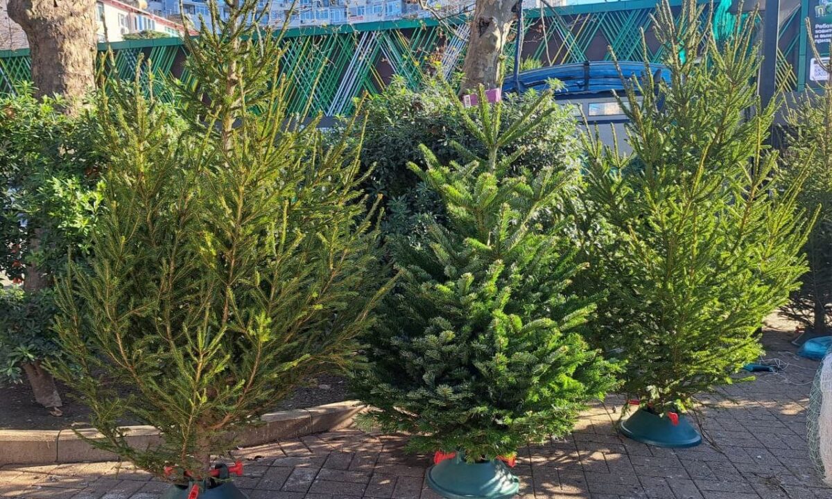 Елочные базары открылись во всех районах Сочи