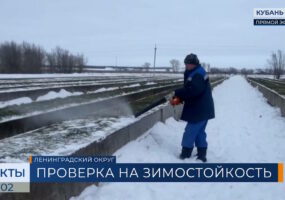 На Кубани озимые культуры проверяют на зимостойкость