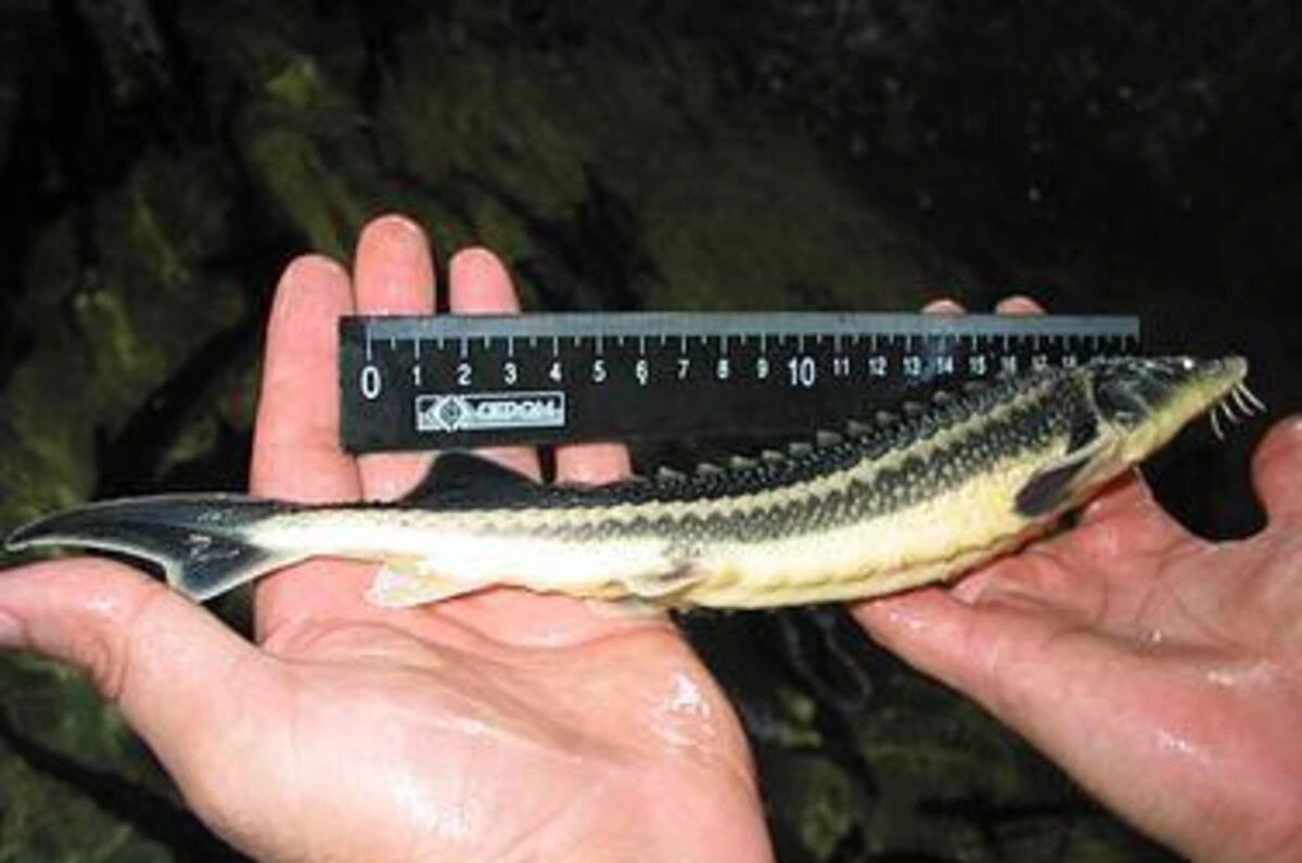 Более 23 тыс. особей осетровых рыб выпустили в водоемы Кубани в 2025 году