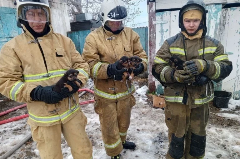 Пожарные спасли щенков при тушении здания в Курганинском районе