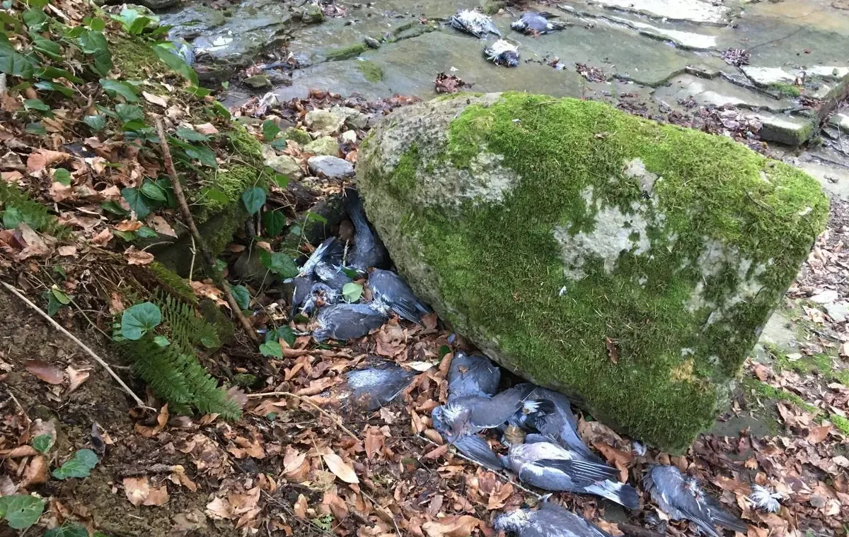 Черви-паразиты стали причиной массовой гибели диких голубей на побережье Кубани