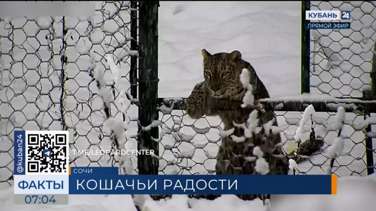 В Центре восстановления леопарда в Сочи показали видео с леопардами в снегу