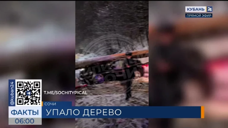 Дерево рухнуло на крышу автомобиля в горах Сочи