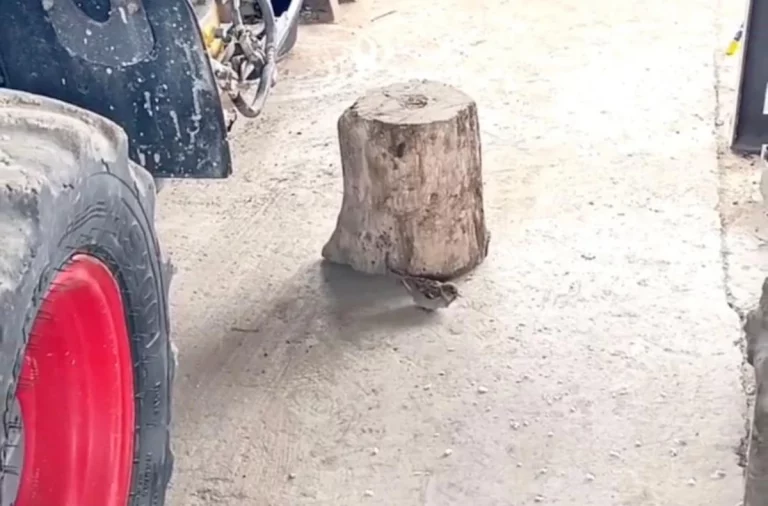 Тракторист из Абрау-Дюрсо спас замерзающего под дверью воробья