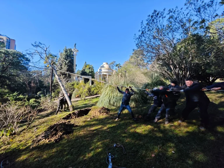 Поваленную ветром редкую сосну Жерарда спасают в сочинском дендрарии