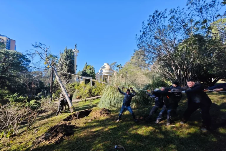 Поваленную ветром редкую сосну Жерарда спасают в сочинском дендрарии