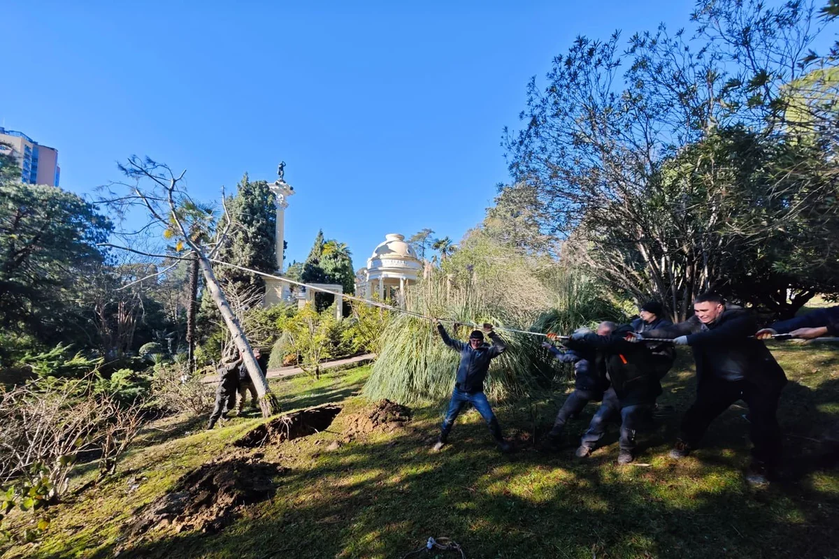 Поваленную ветром редкую сосну Жерарда спасают в сочинском дендрарии