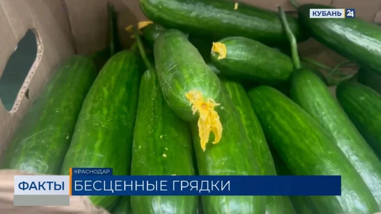 Средняя стоимость огурцов выросла в два раза в Краснодарском крае