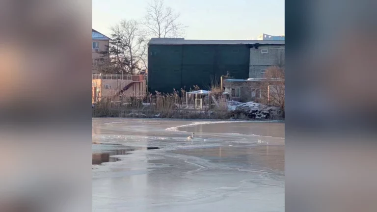 Запутавшегося в сетях и вмерзшего в лед лебедя спасли в Анапе